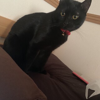 人懐っこい黒猫の男の子
