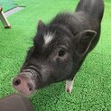 ミニブタあんこちゃん♀推定1歳数ヶ月　里親募集