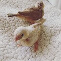 手乗りキンカチョウ雛２羽、可愛がってくださる方