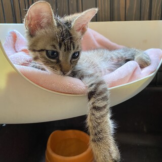 甘えん坊でお膝が大好き！ケンタ君