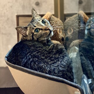 黒キジのクールなタロー君