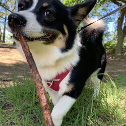 木の枝がおもちゃ