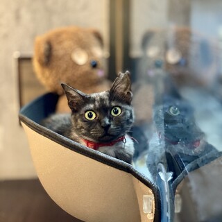 珍しいスモーク色　要ちゃん