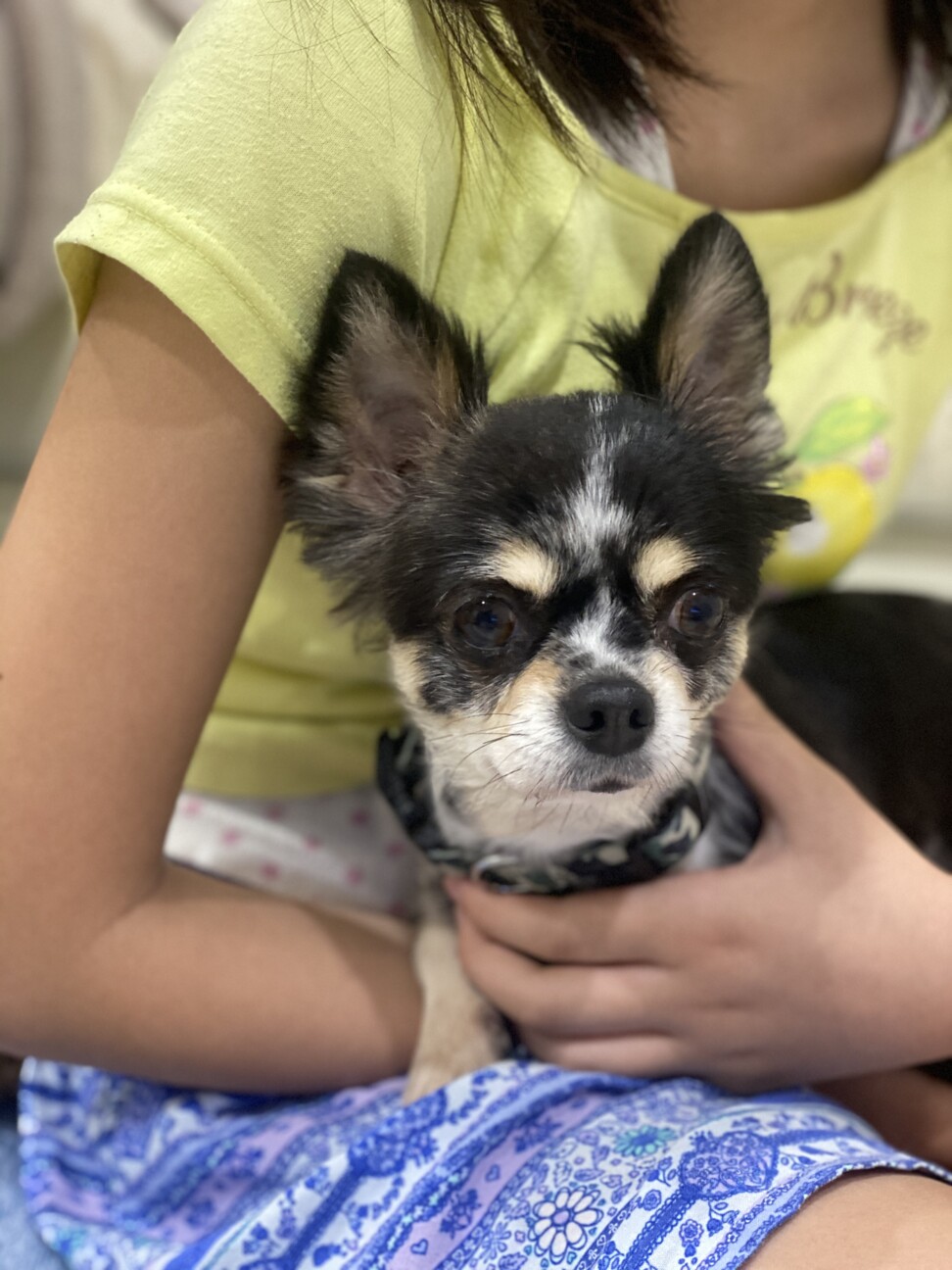 オーダーページ4/10女の子とチワワ889premiumレアパネル