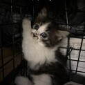 長毛はちわれ子猫