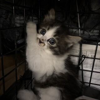 長毛はちわれ子猫