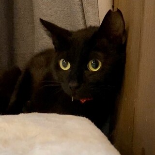 小柄で大人しい、だっこが好きです　エミリーちゃん