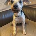 Ｍシュナウザー♂蓮太郎　推定7～8歳