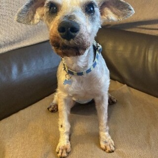 Ｍシュナウザー♂蓮太郎　推定7～8歳