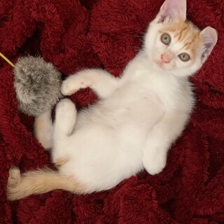 きなこですっ❤