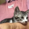 可愛いキジシロももちゃん サムネイル5