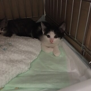 大人しいココちゃん