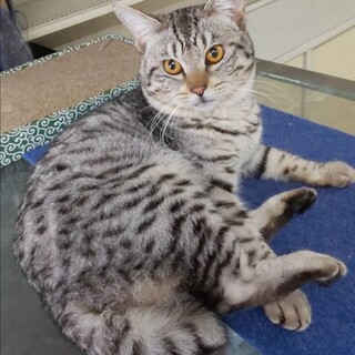 誰にでもゴロゴロ人懐こい、サバオ君