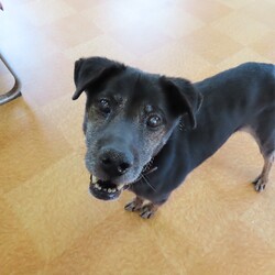 犬猫合同譲渡会 サムネイル1