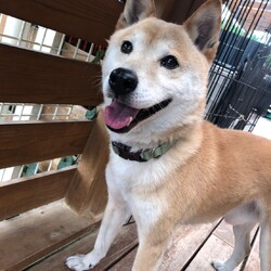 犬猫合同譲渡会 サムネイル2