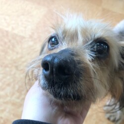 犬猫合同譲渡会 サムネイル3