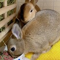 うさぎ　里親募集