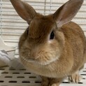 うさぎ　里親募集