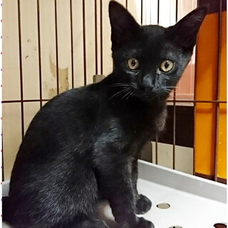 生後2ヶ月半・男の子☆仲良し兄妹猫①