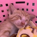 人馴れしている茶白子猫❤︎