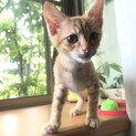 優しい茶トラ男子です！