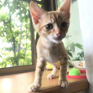 優しい茶トラ男子です！