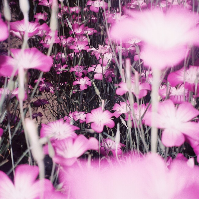 chie_wz_mのカバー写真