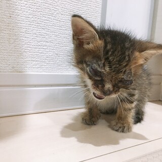 子猫保護しました期限がないです