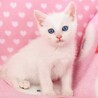 フワフワ元気な女の子♫ サムネイル2