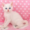 フワフワ元気な女の子♫ サムネイル3