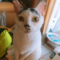 おもち