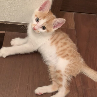 人懐っこい男の子