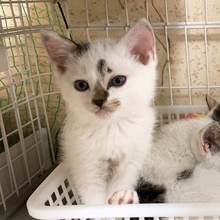 6/21譲渡会★ふわふわウサギみたい★キジ白３兄弟