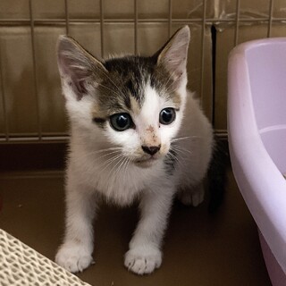 6/21譲渡会★あまえんぼでかわいい★キジ白３兄弟