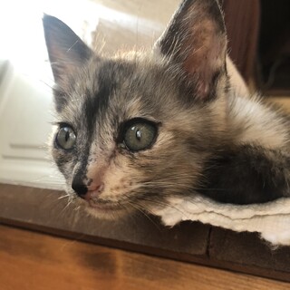 トライアル中　募集一時停止　可愛いサビ猫　♀