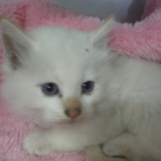 団体様より引出し完了。子猫♂062