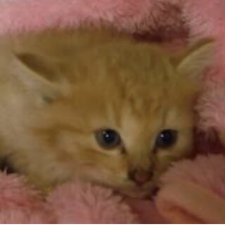 団体様より引出し完了。子猫♀063