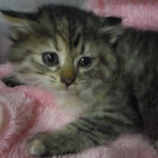 団体様より引出し完了。子猫♀064