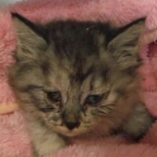 団体様より引出し完了。子猫♀065