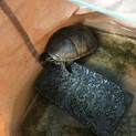 ミシシッピニオイガメ　約12センチ
