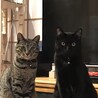ゆうゆうそうしょう