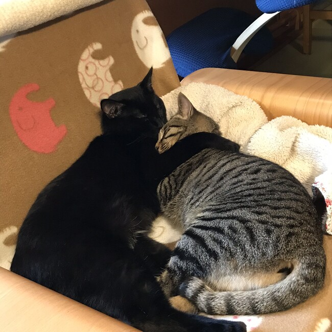 ゆうゆうそうしょうのカバー写真