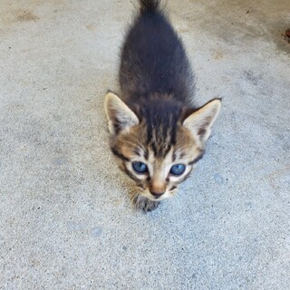 手のひらに乗る赤ちゃん猫1カ月