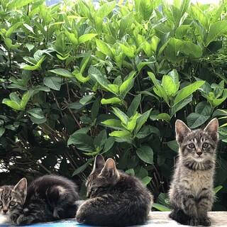 元気な3匹の里親さん募集