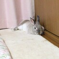１歳半♀ ネザーランドドワーフ