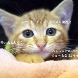 ＊幸せ探しのネコ譲渡会＊子猫〜成猫＊