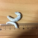 餌用蚕（シルクワーム）分けます