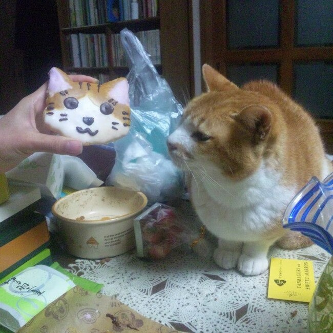 chashiro55のカバー写真