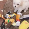 みおみおみ