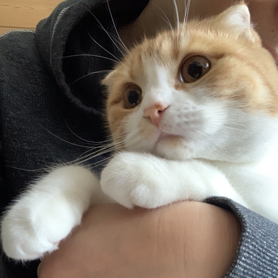 ひなのカバー写真